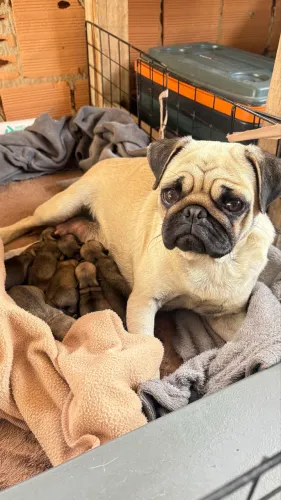 Filhote Pug Abricot Fêmea e Macho