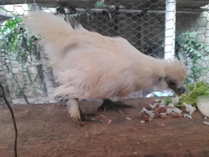 galinha