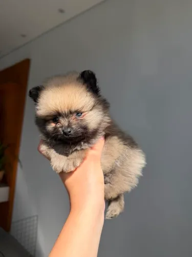 Lulu Da Pomerânia