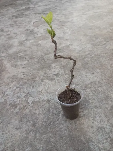 Muda de amora 