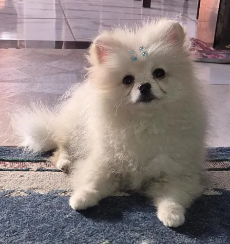 Vendo Lulu femea