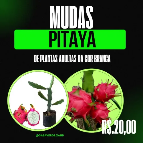 Mudas de PITAIA enxertada