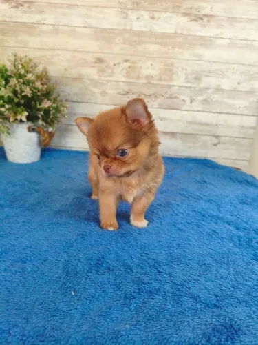Chihuahua Macho