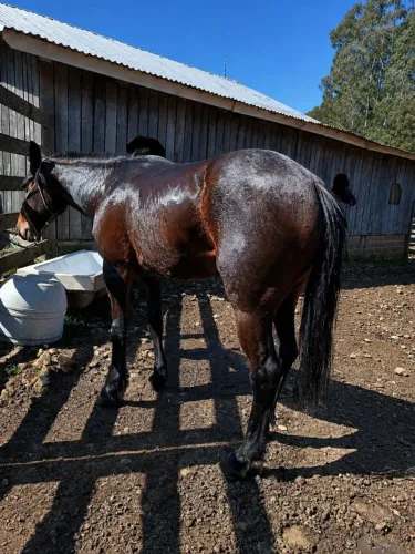 Vendo cavalo domado