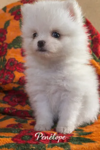 Filhote spitz alemão fêmea e macho