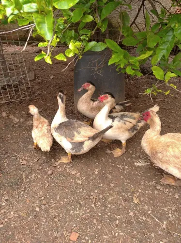 Vendo Patos e Patas - Adultos