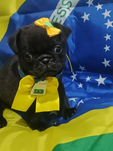 Lindos filhotes de pug