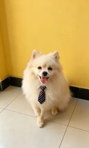 Spitz alemão 6 meses macho