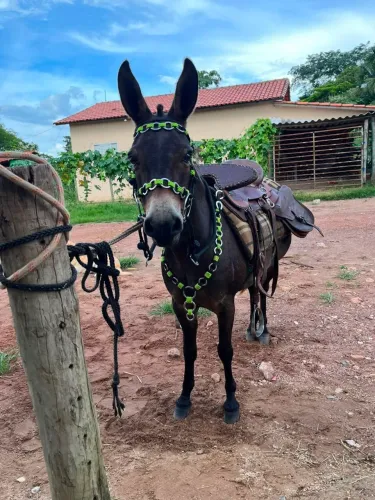 Mini burro