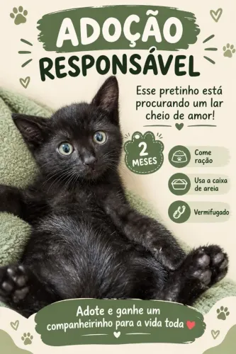 Gato para adoção