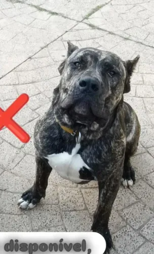 Cachorro
