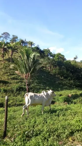 Vendo fazenda no município de Planaltina de Goiás