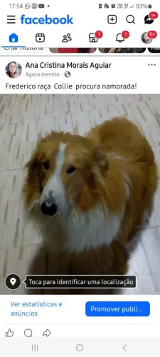 Collie procura namorada