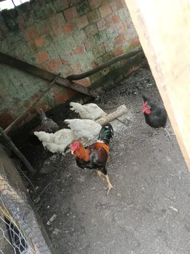 Galinha caipira