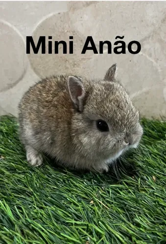 Mini coelho 