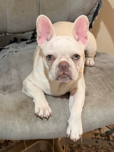 Bulldog francês até 10x no cartão
