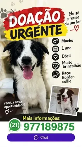 Borden collie