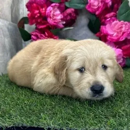 Um pacotinho de amor dourado pronto para sua casa. Golden Retriever 