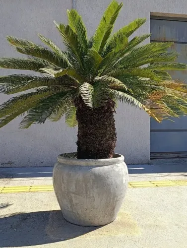Vasos de fibra com cimento - Paisagismo