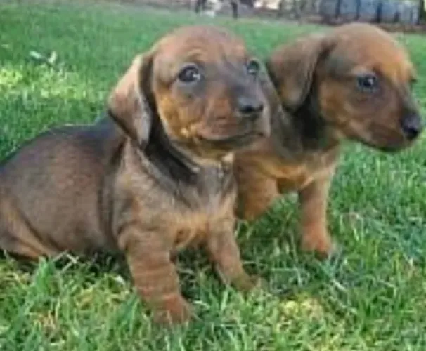 Basset Dachshund Filhotes Escolha Inteligente.