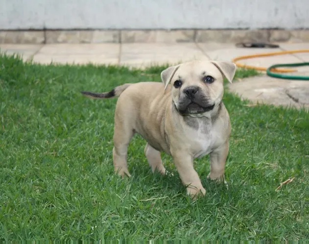 American Bully
