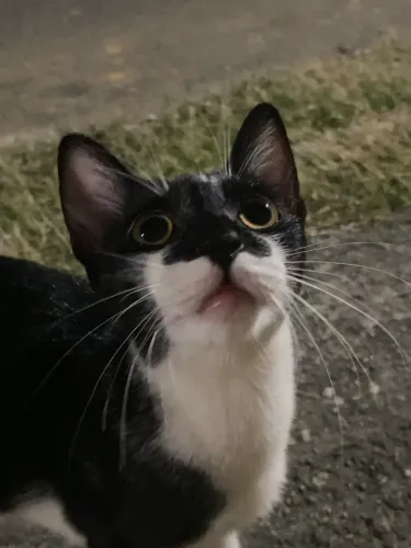 Gatos filhotes para adoção 