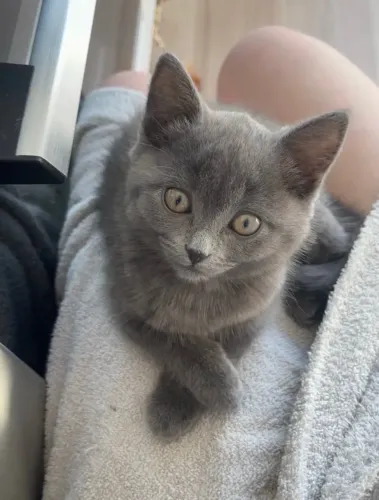 Russian Blue Femeas e Macho