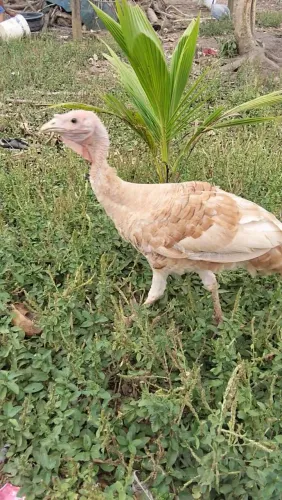Peru