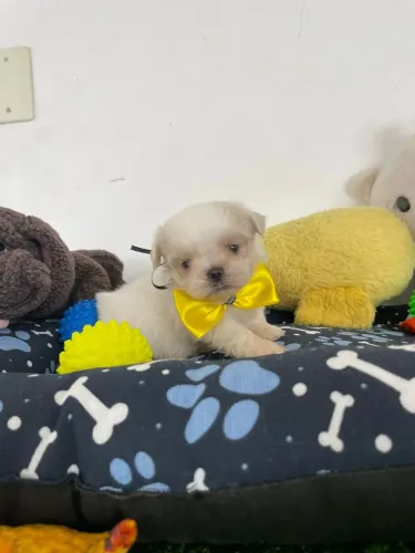 Shihtzu macho na cor branco disponível 