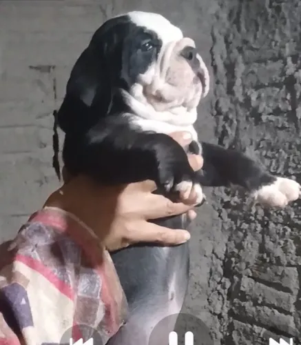 Vendo filhote fêmea de bulldog campeiro 