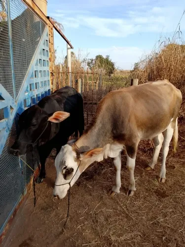 vendo duas vacas e um bezerro nelorado