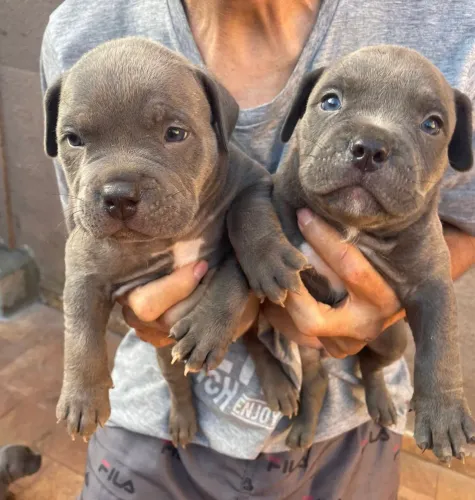Filhotes de American Bully Legítimo 