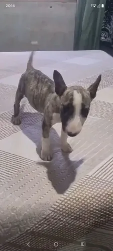 Vendo Bull terrier fêmea 4 meses