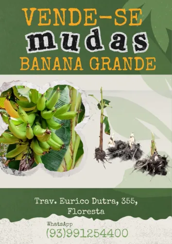 Mudas de banana grande (Quantidade limitada)