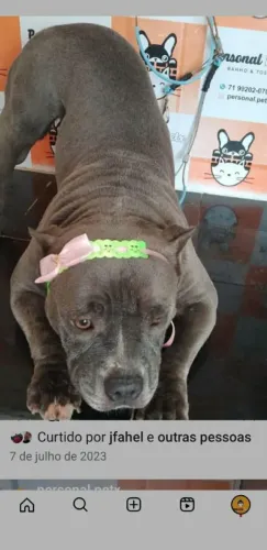 Vendo Linda American Bully