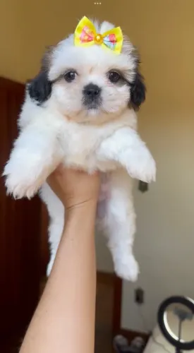 Shih tzu mini femea particolor legítima excelente linhagem 