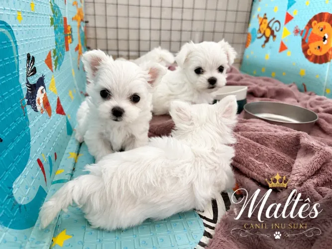 Filhotes de Maltês com pedigree