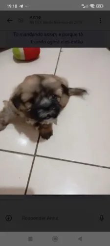 Vendo cachorro shitzu 