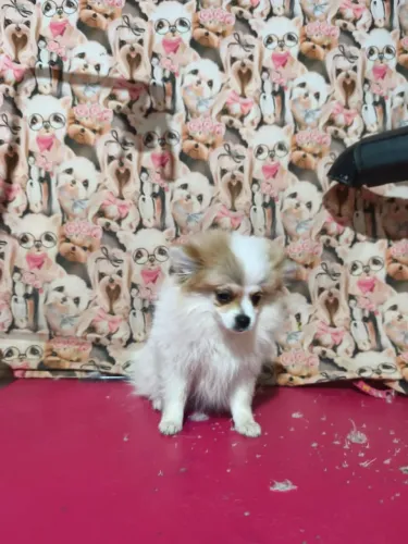 Vende-se filhote de Spitz alemão