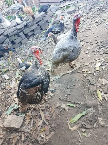 Peru