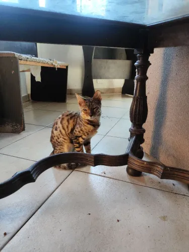 Bengal macho filhote inteiro