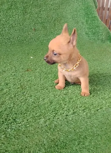 Pinscher fofuchinho vacinação importada 