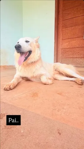 Cachorro, cães.