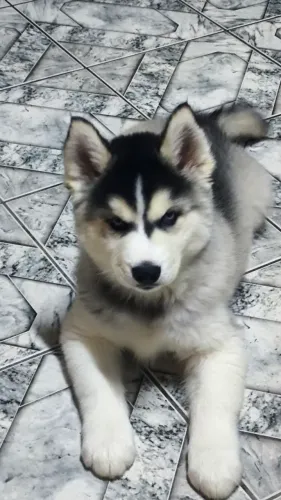 Filhotes de Husky Siberiano 