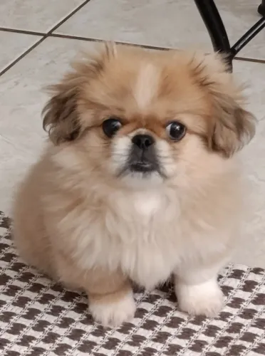 Linda e meiga Pequinês. Adestrada tapete higiênico, 2 meses 