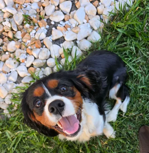 CAVALIER KING CHARLES SPANIEL MACHO - 9 MESES - 7k no pix