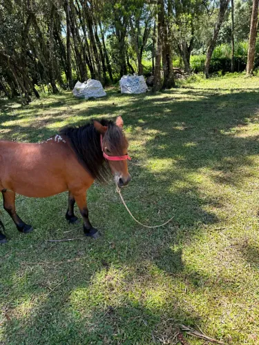 Pônei Fêmea Mansa e Muito Bonita