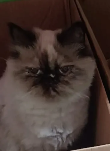 Vendo Gata Persa Adulta