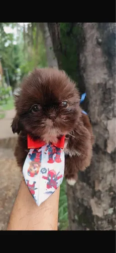 Shih-tzu com 46 dias vacinado e vermifugado