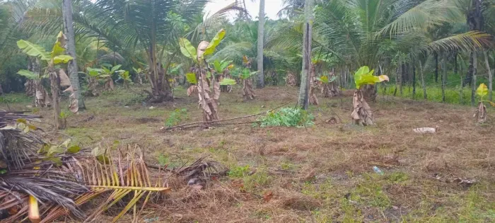 Vendo terreno em barra de itariri no conde na entrada da praia